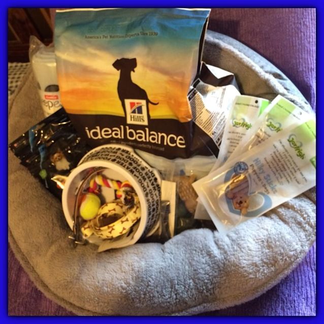 Photo of Teeney Tiny Bruce! 7 Month Old Terrier Mix