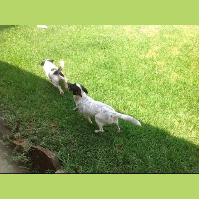 Photo of Teeney Tiny Bruce! 7 Month Old Terrier Mix