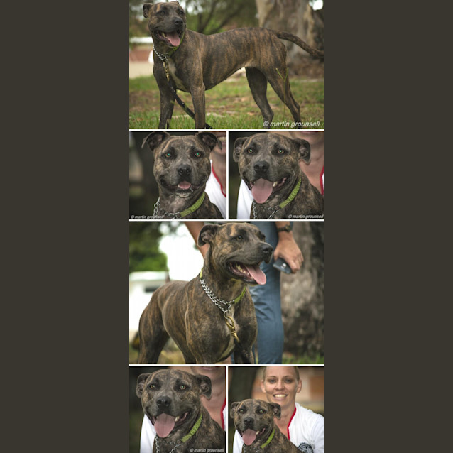 Photo of Nova