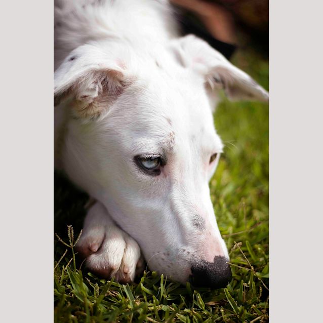 Photo of Pearl ~ Koolie X