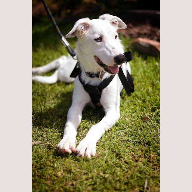 Photo of Pearl ~ Koolie X