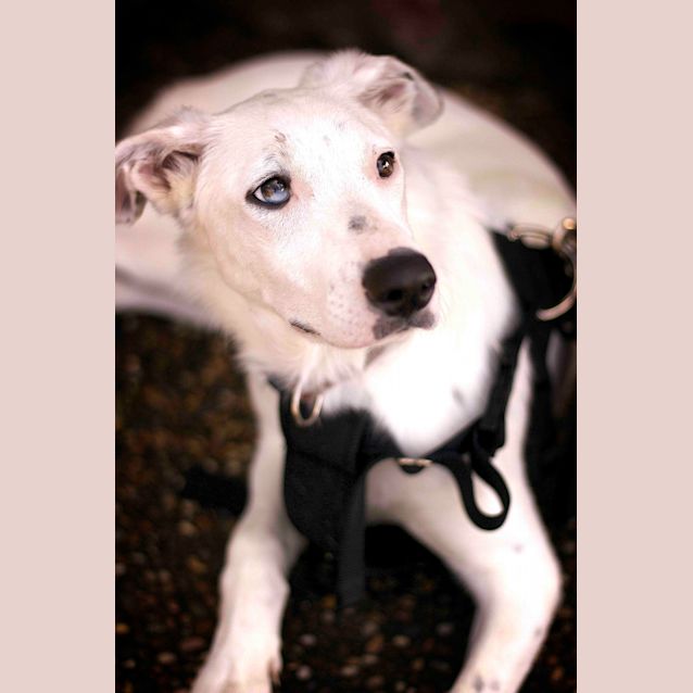 Photo of Pearl ~ Koolie X