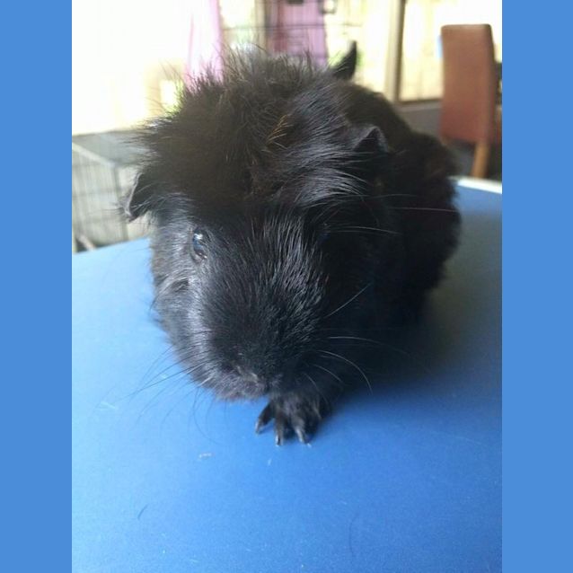 Photo of Child Friendly: Sherlock And Watson