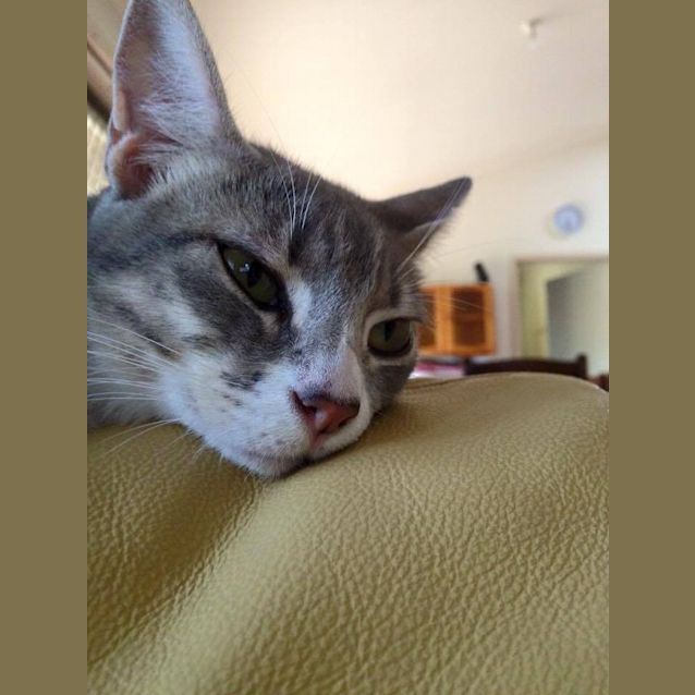 Photo of Violet