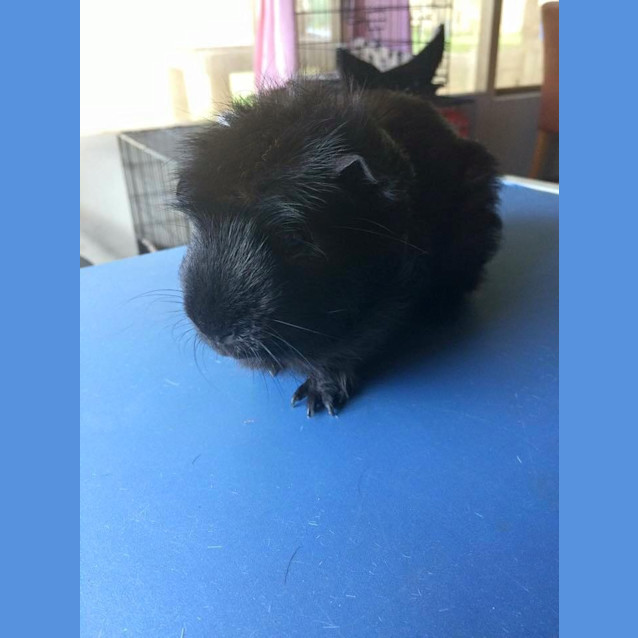 Photo of Child Friendly: Sherlock And Watson