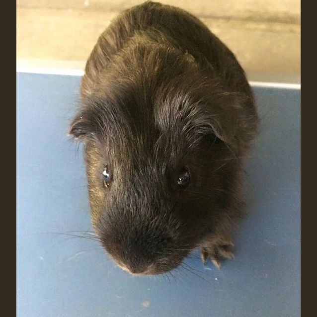 Photo of Child Friendly: Sherlock And Watson