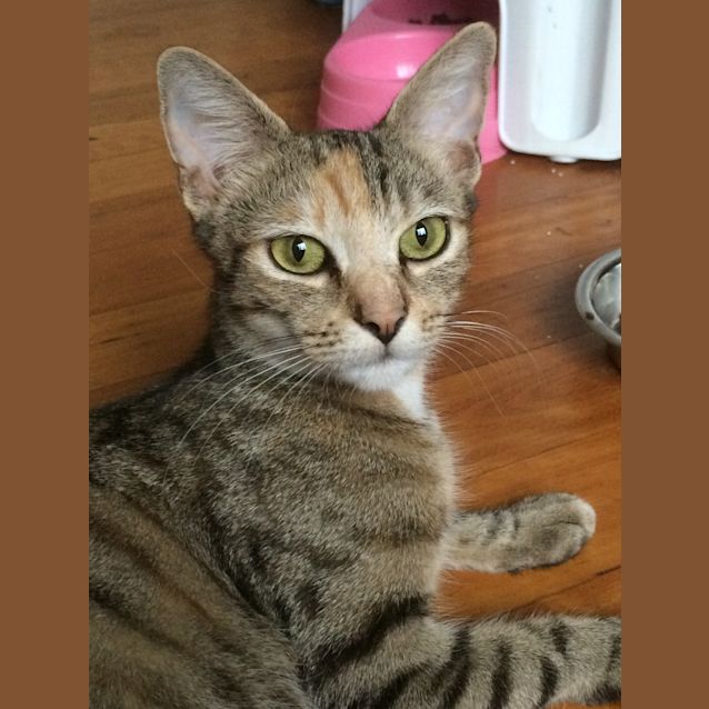 Photo of Duchess @ The Pet House, Erina Fair