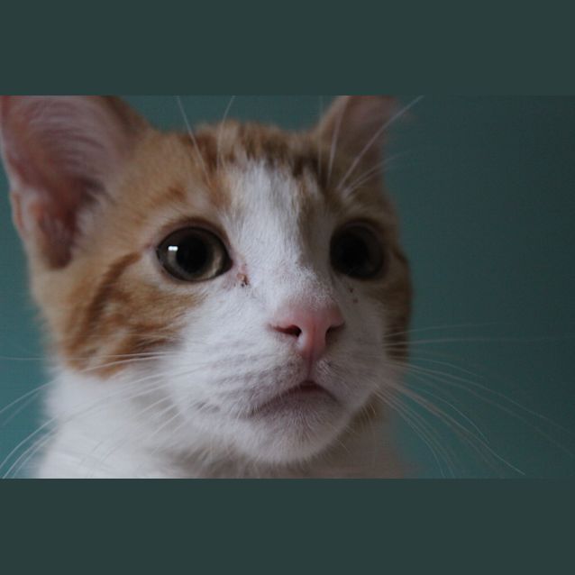 Photo of Milo