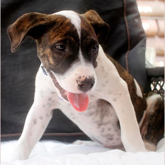 Photo of Tank  (Trial 8/5/15)~ Boxer X Mastiff Mix Puppy