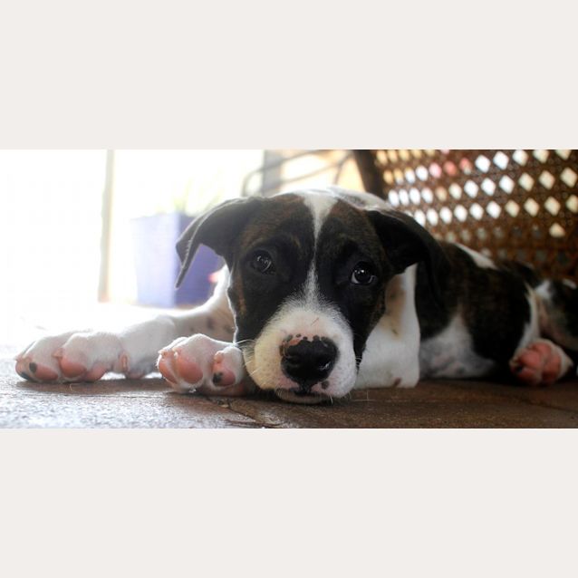 Photo of Tank  (Trial 8/5/15)~ Boxer X Mastiff Mix Puppy