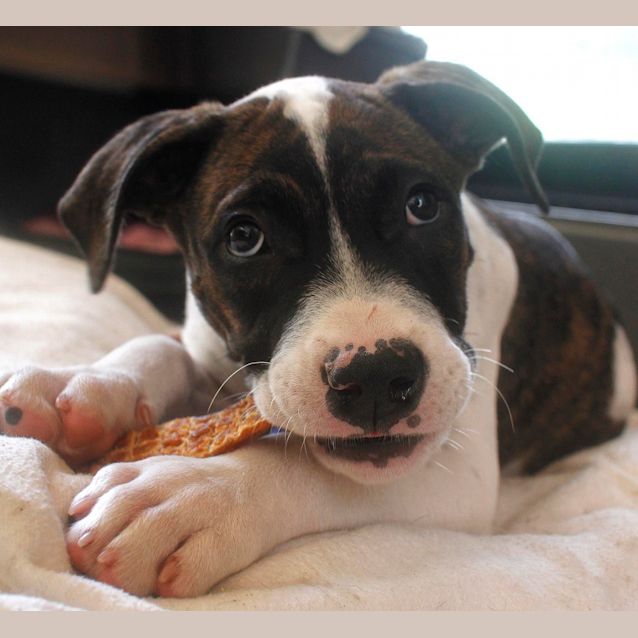 Photo of Tank  (Trial 8/5/15)~ Boxer X Mastiff Mix Puppy