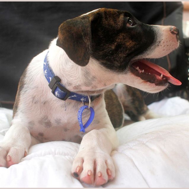 Photo of Tank  (Trial 8/5/15)~ Boxer X Mastiff Mix Puppy