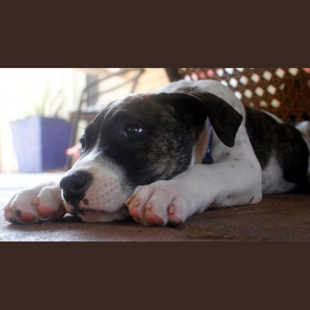 Photo of Tank  (Trial 8/5/15)~ Boxer X Mastiff Mix Puppy