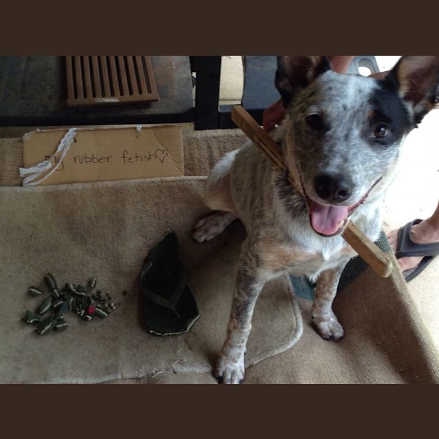 Photo of Smithy (Adoption Pending)