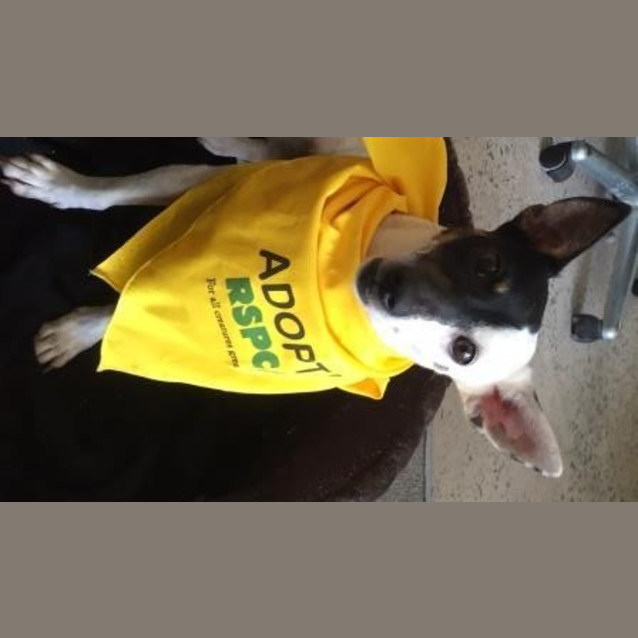 Photo of Roxy