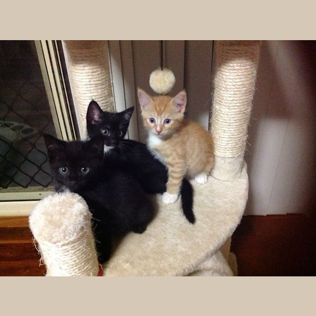 Photo of Tom (The Pet House, Westfield Tuggerah)