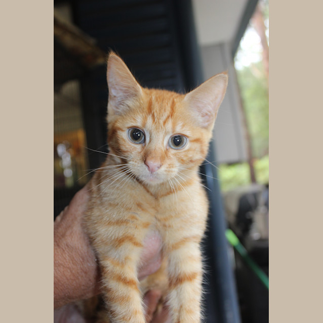 Photo of Georgie @ The Pet House, Erina