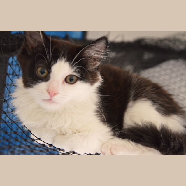 Photo of Cassidy ( Reduced Adoption Fees ) 
