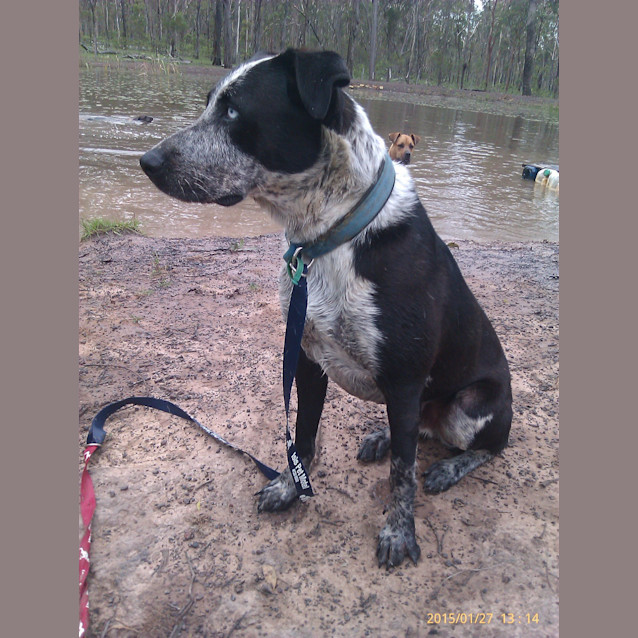 Photo of Valentine. (Tino) (Adoption Pending)