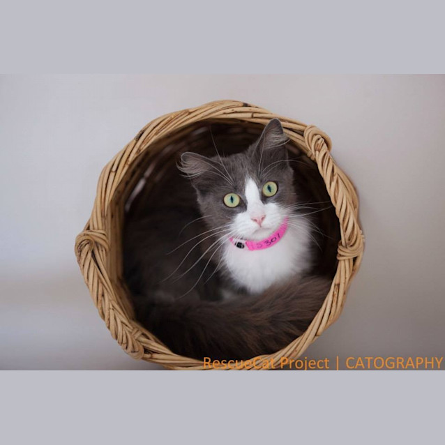 Photo of "Vega"   Purrfect Match