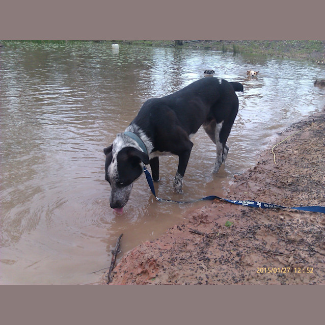 Photo of Valentine. (Tino) (Adoption Pending)