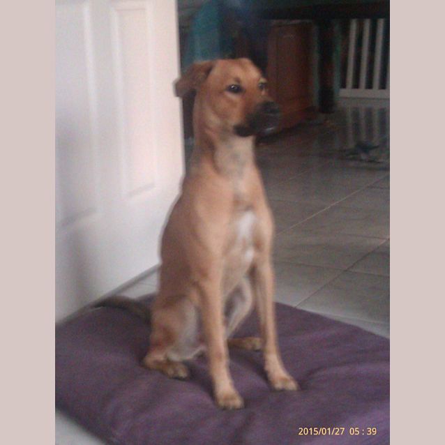 Photo of Ranger (Adoption Pending)