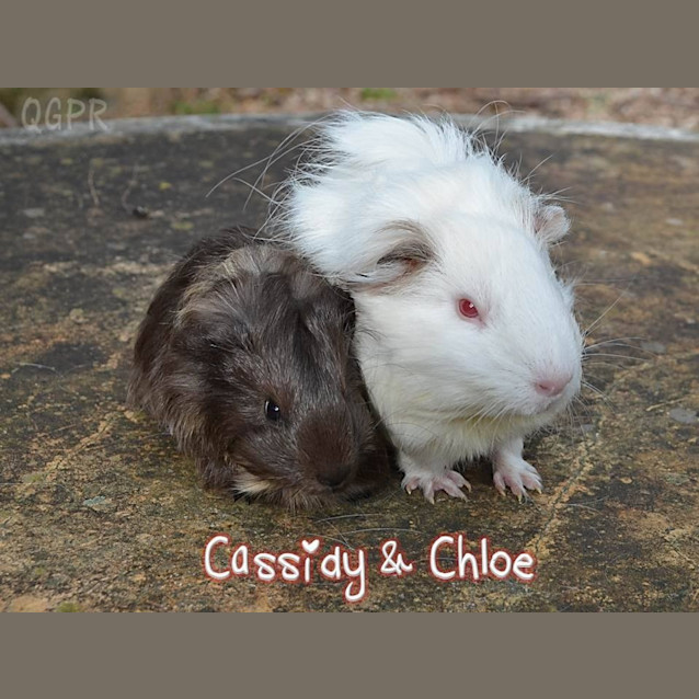 Photo of Cassidy And Chloe