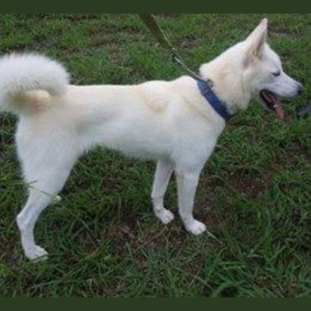 Photo of Kirra (Adoption Pending)