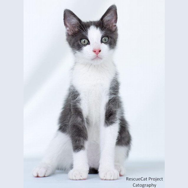 Photo of "Angus"   Purrfect Match