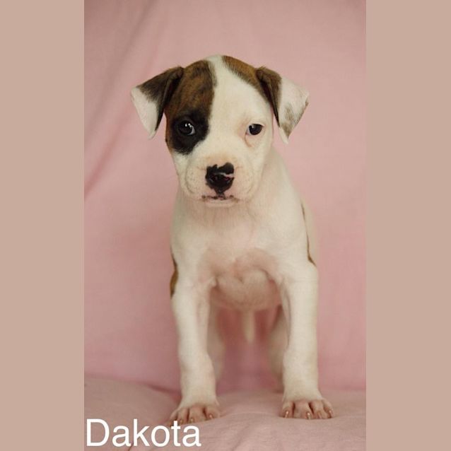 Photo of Dakota
