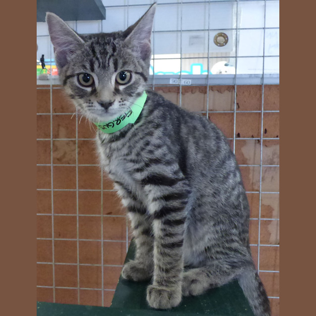 Photo of Fergus