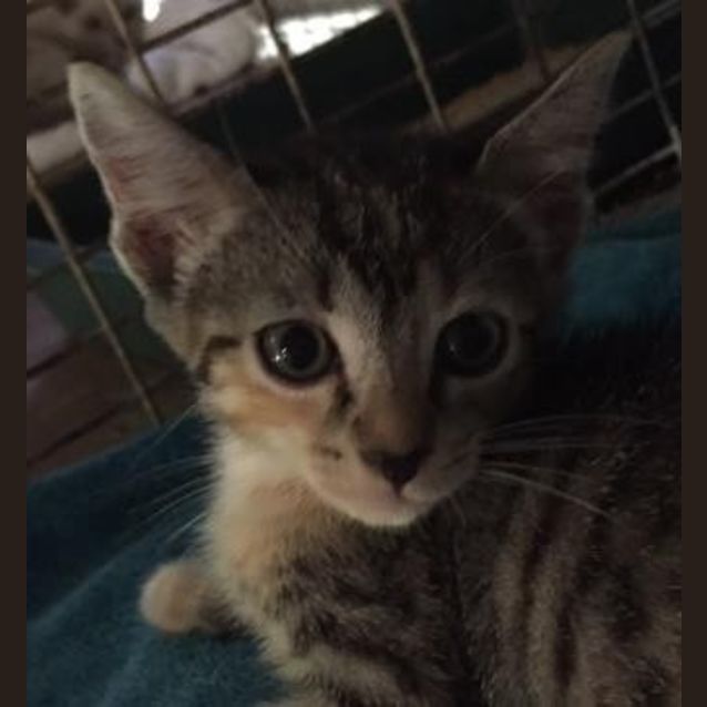 Photo of Poppy