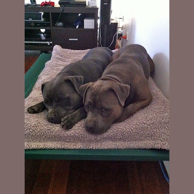 Photo of Bruno