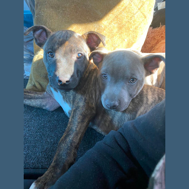 Photo of Otto   8 Week Old Staffy X (On Trial 20/7/23)