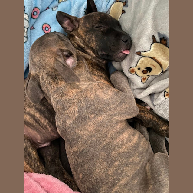 Photo of Otto   8 Week Old Staffy X (On Trial 20/7/23)