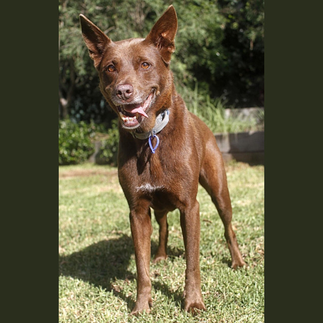 Photo of Kyle (On Trial 5/2/15) ~ Kelpie X ~