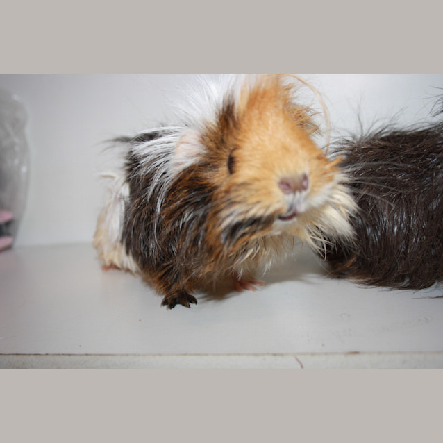 Photo of Miss Mumma Pig & Baby