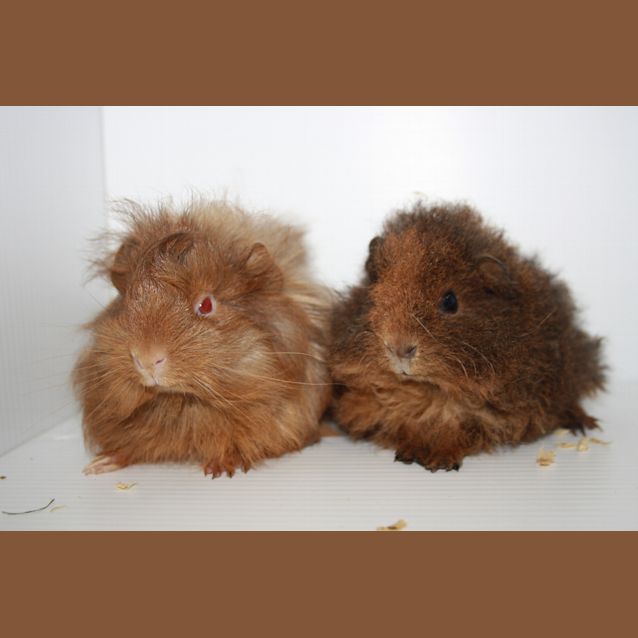 Photo of Patrick & Star