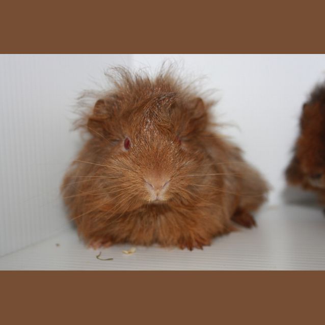 Photo of Patrick & Star