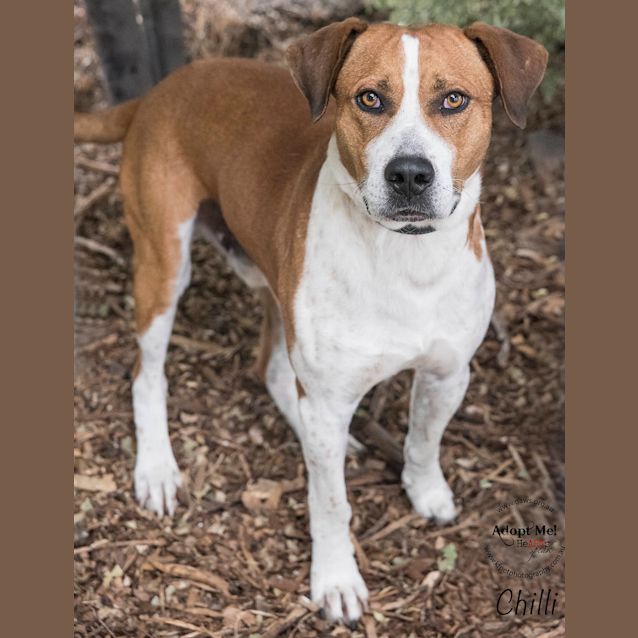 Photo of Chilli Id29581