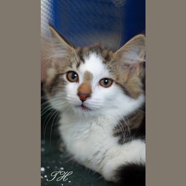 Photo of Furby