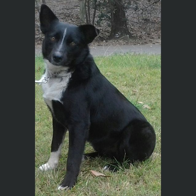 Photo of 034 9556 Badger