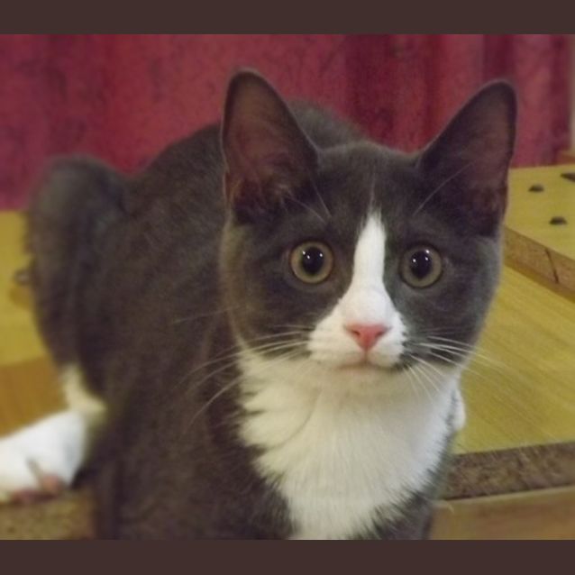 Photo of Tauriel (Pre   Adoption)