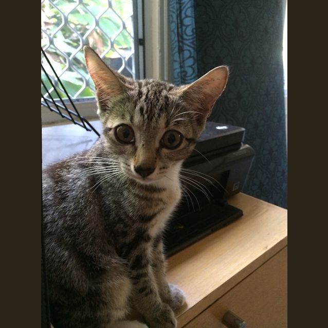 Photo of Daisy