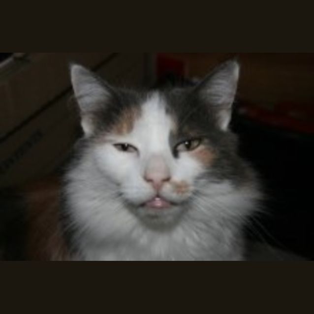 Photo of Little