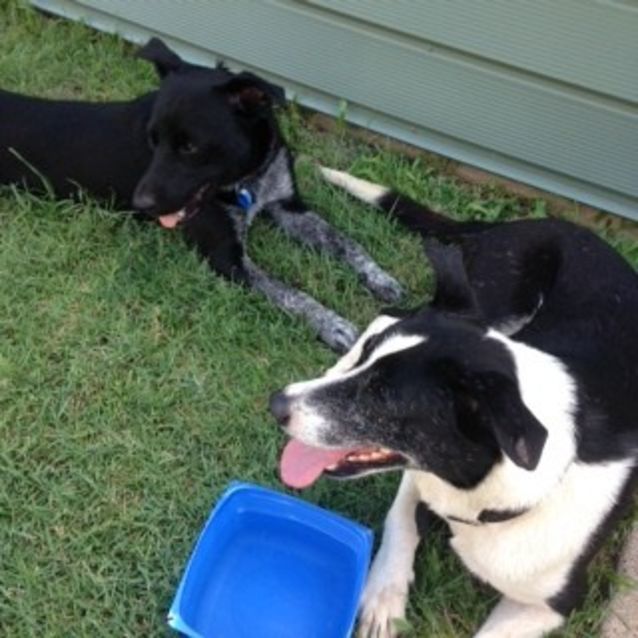 Photo of Brian (Adoption Pending)