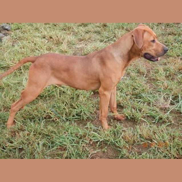 Photo of Bronx (Adoption Pending)