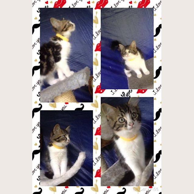 Photo of Mystique