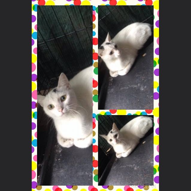 Photo of Duchess