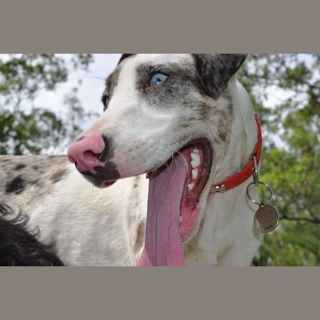 Photo of Blaze